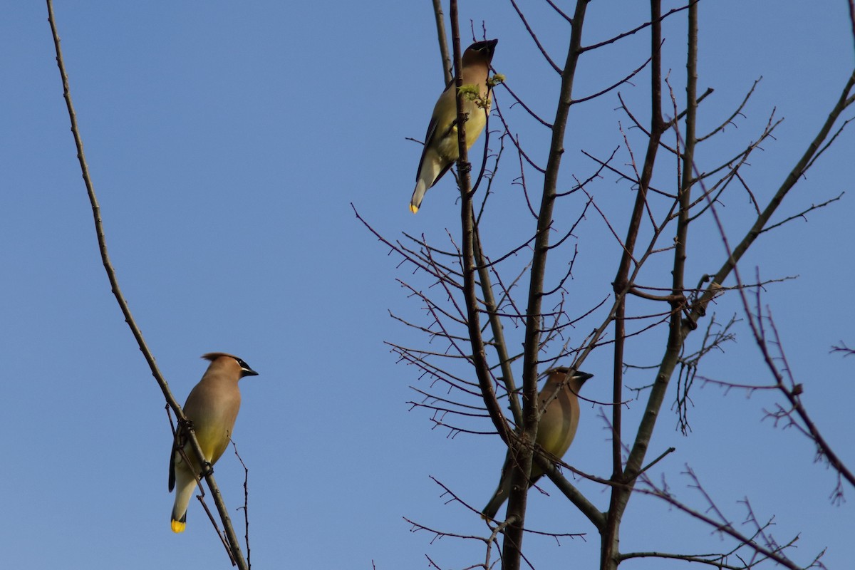 Cedar Waxwing - ML616175919