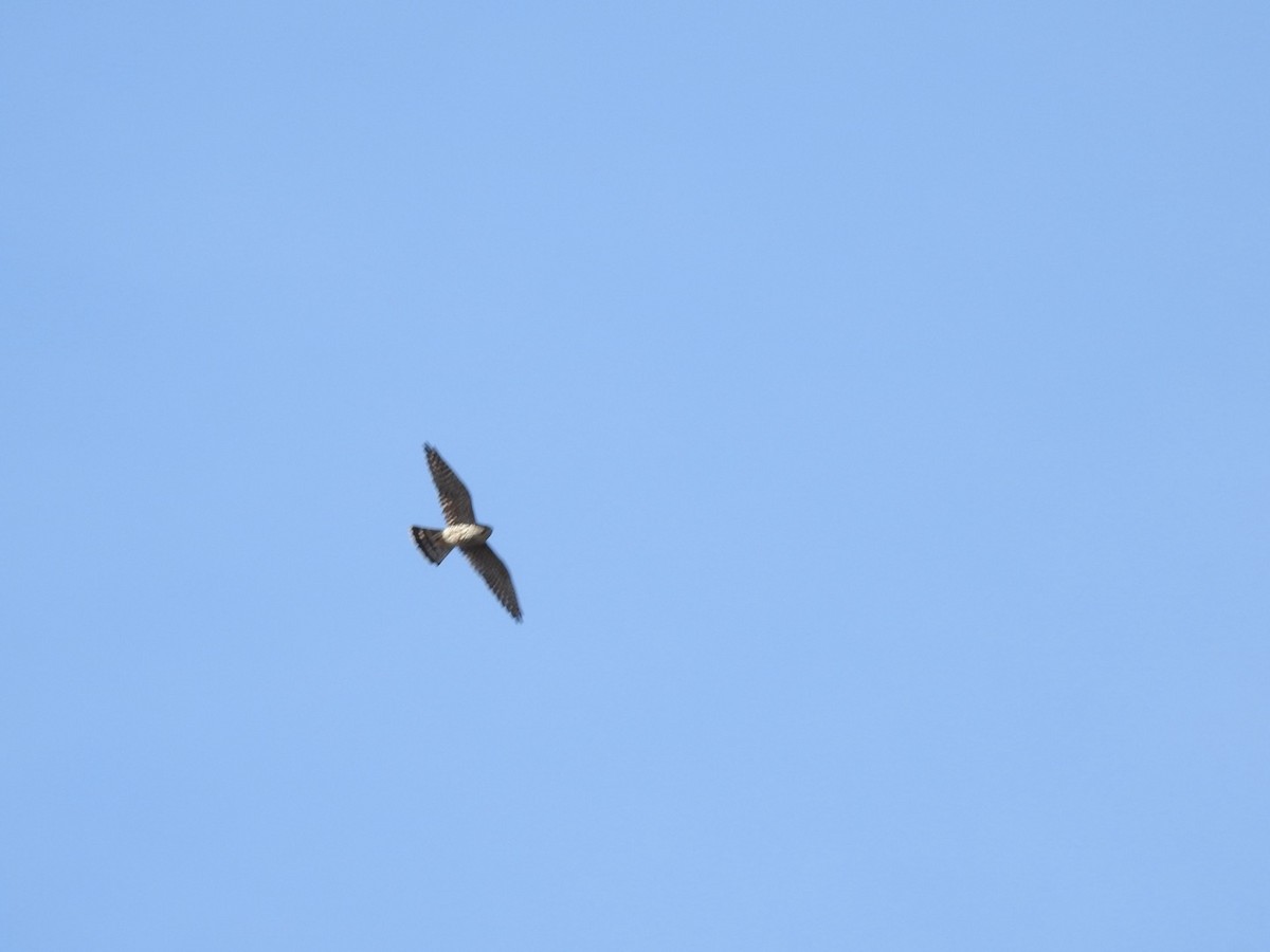 Merlin - ML616175920