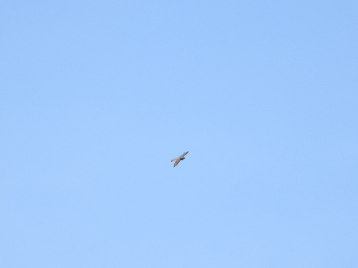 Merlin - ML616175921