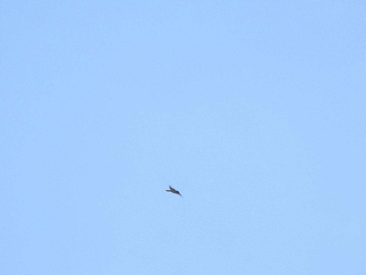 Merlin - ML616175922