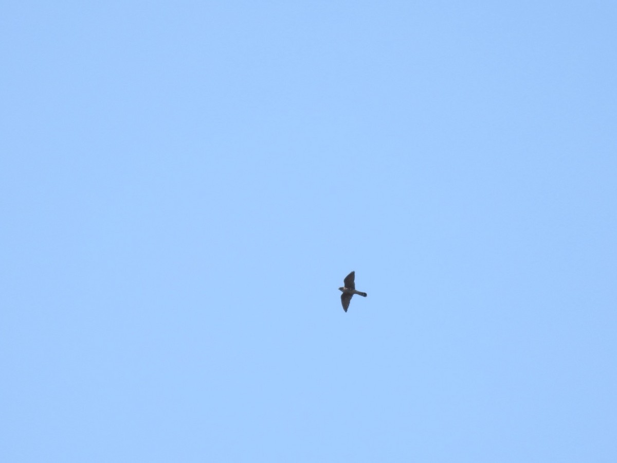 Merlin - ML616175923