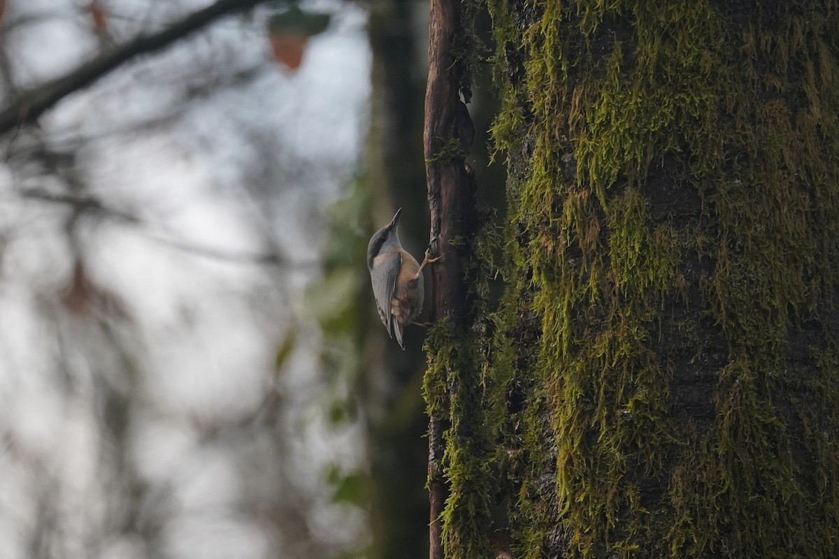 Eurasian Nuthatch - ML616175949