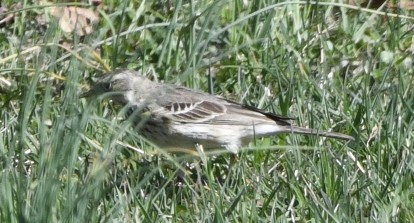 American Pipit - ML616176040