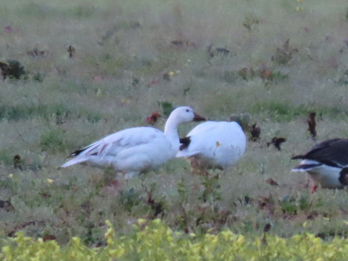 Snow Goose - ML616176064