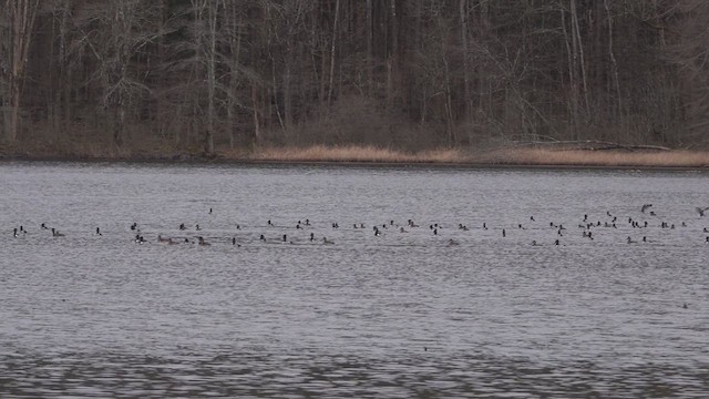 Ring-necked Duck - ML616176081