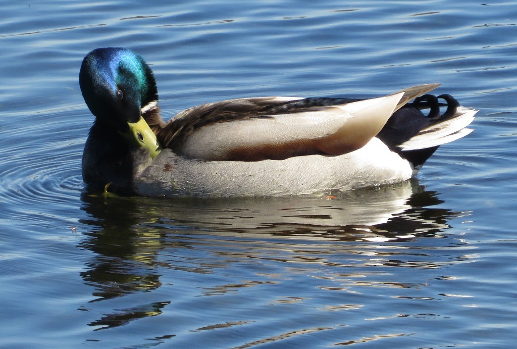 Mallard - Harry Fuller