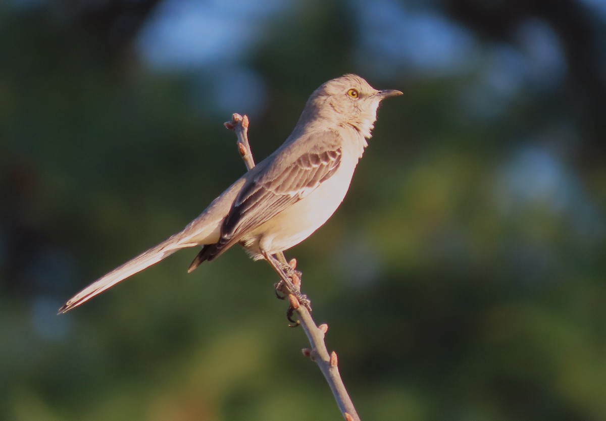 Northern Mockingbird - ML616176123
