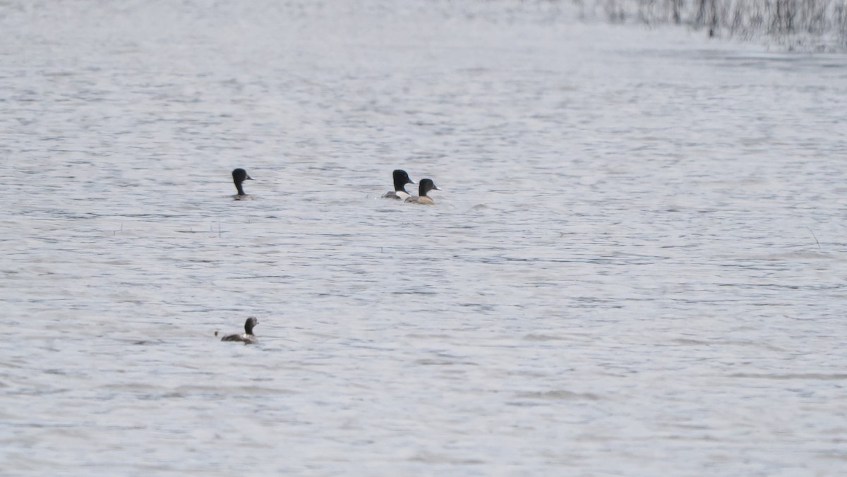 Ring-necked Duck - ML616176124