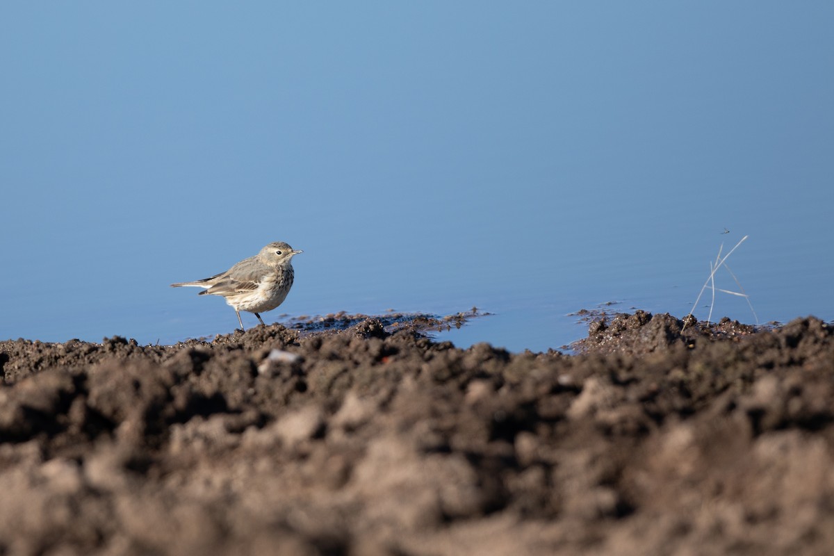 American Pipit - Michael Sadat