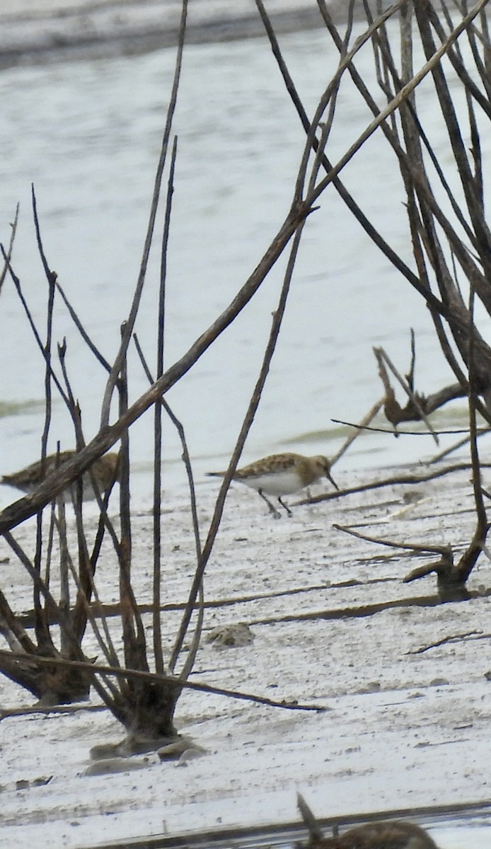 Baird's Sandpiper - ML616176164