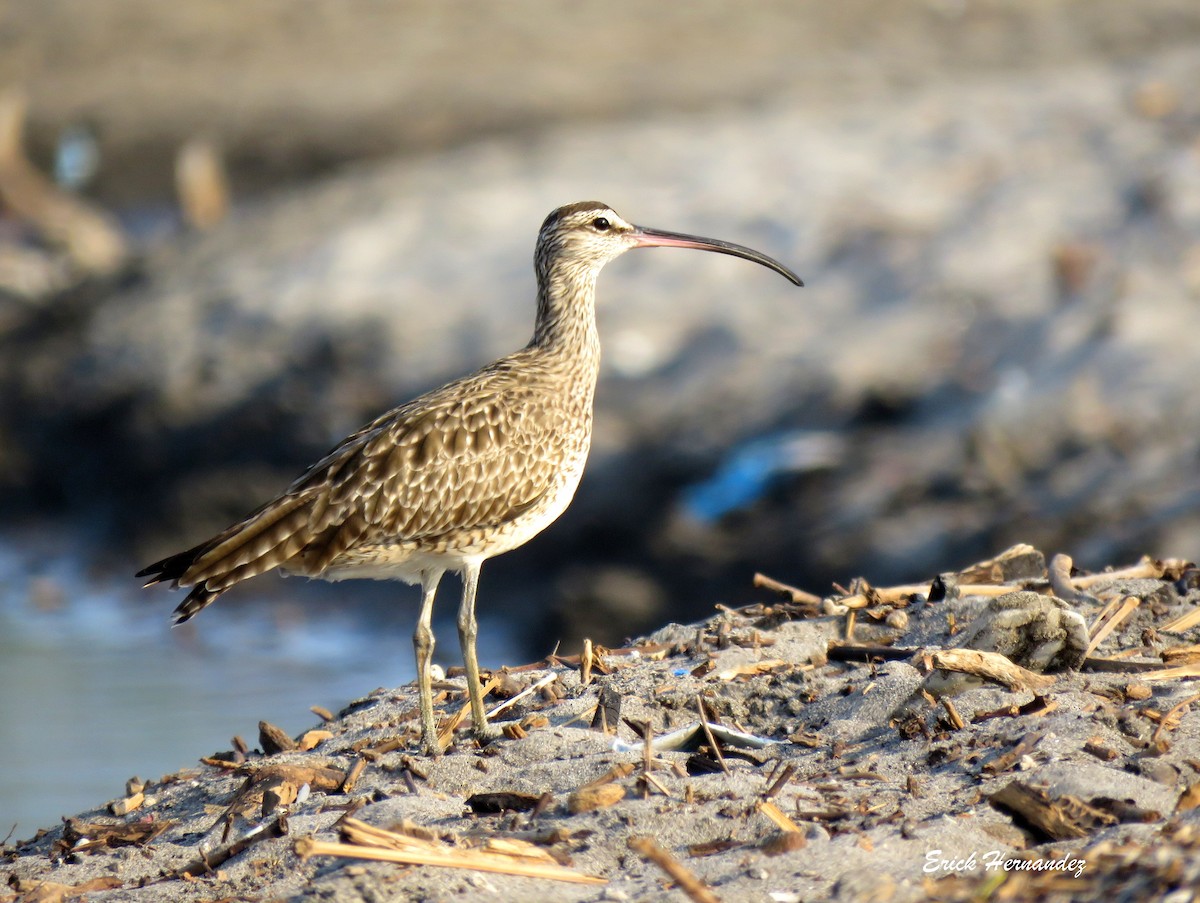 Whimbrel - Erick Hernandez