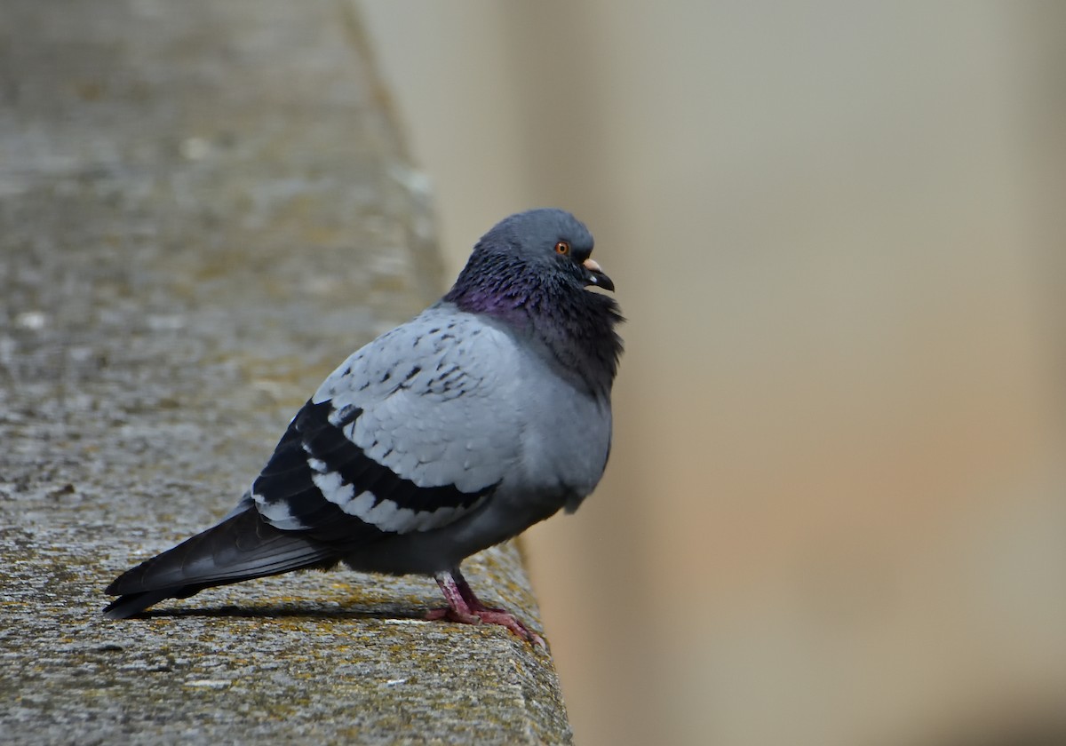 Rock Pigeon - Mu Sano