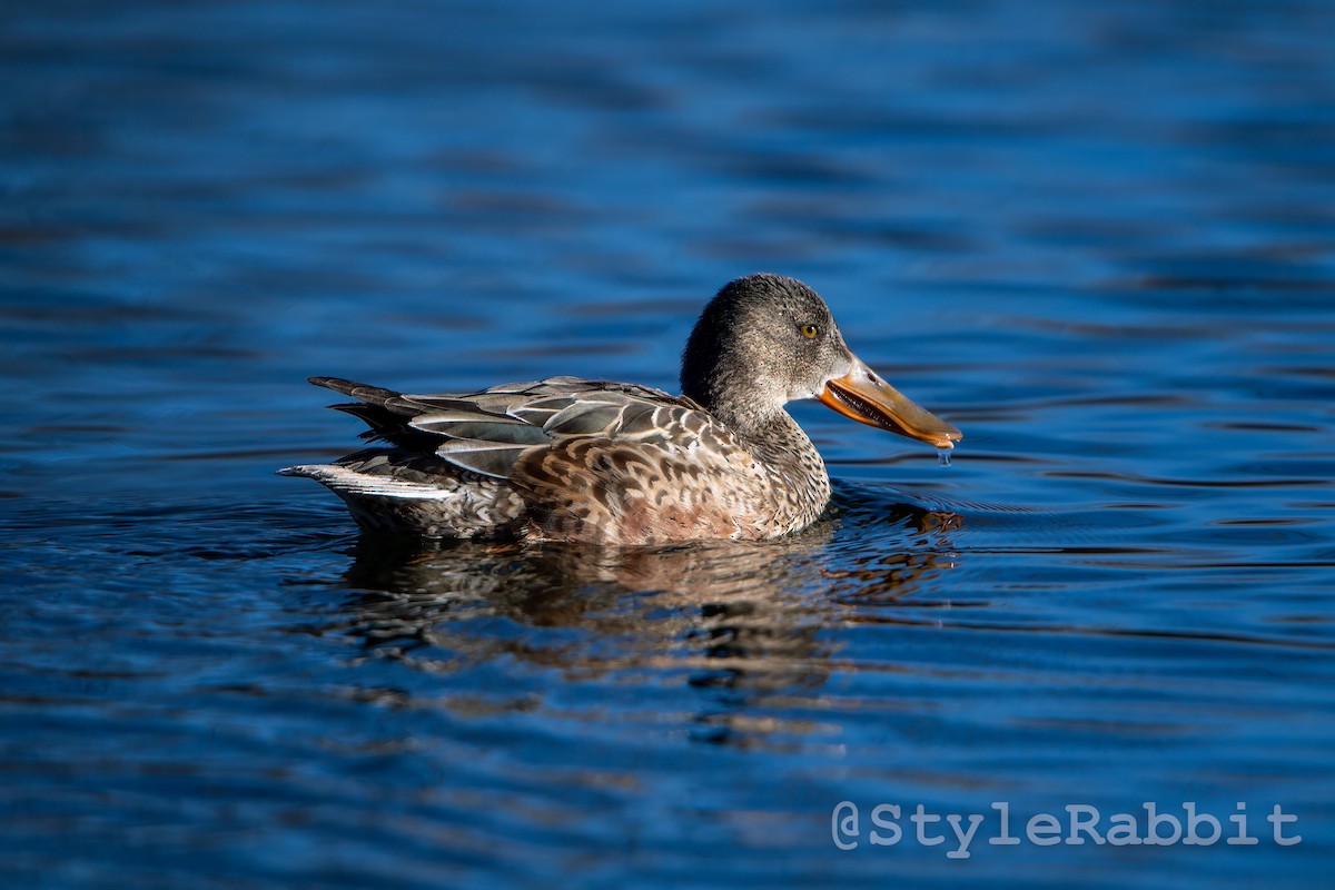 Northern Shoveler - ML616176237