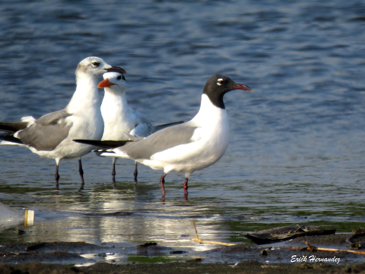 Laughing Gull - ML616176253