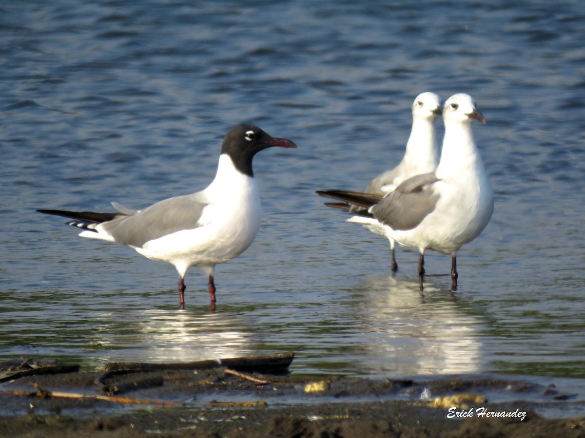 Laughing Gull - ML616176254