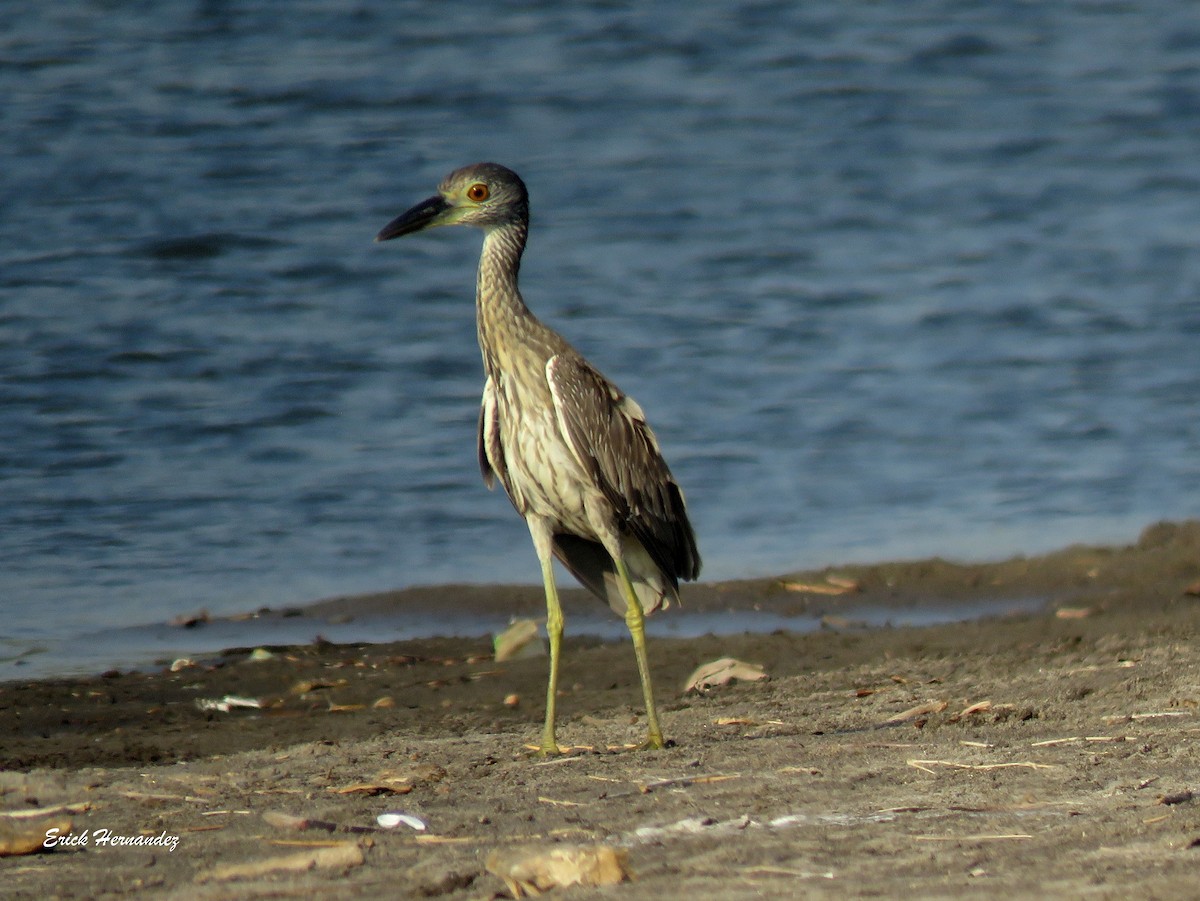 Yellow-crowned Night Heron - Erick Hernandez