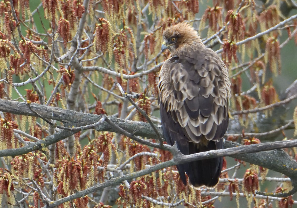 Booted Eagle - Mu Sano