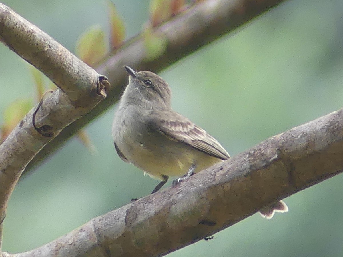 Amazonian Scrub-Flycatcher - ML616176292