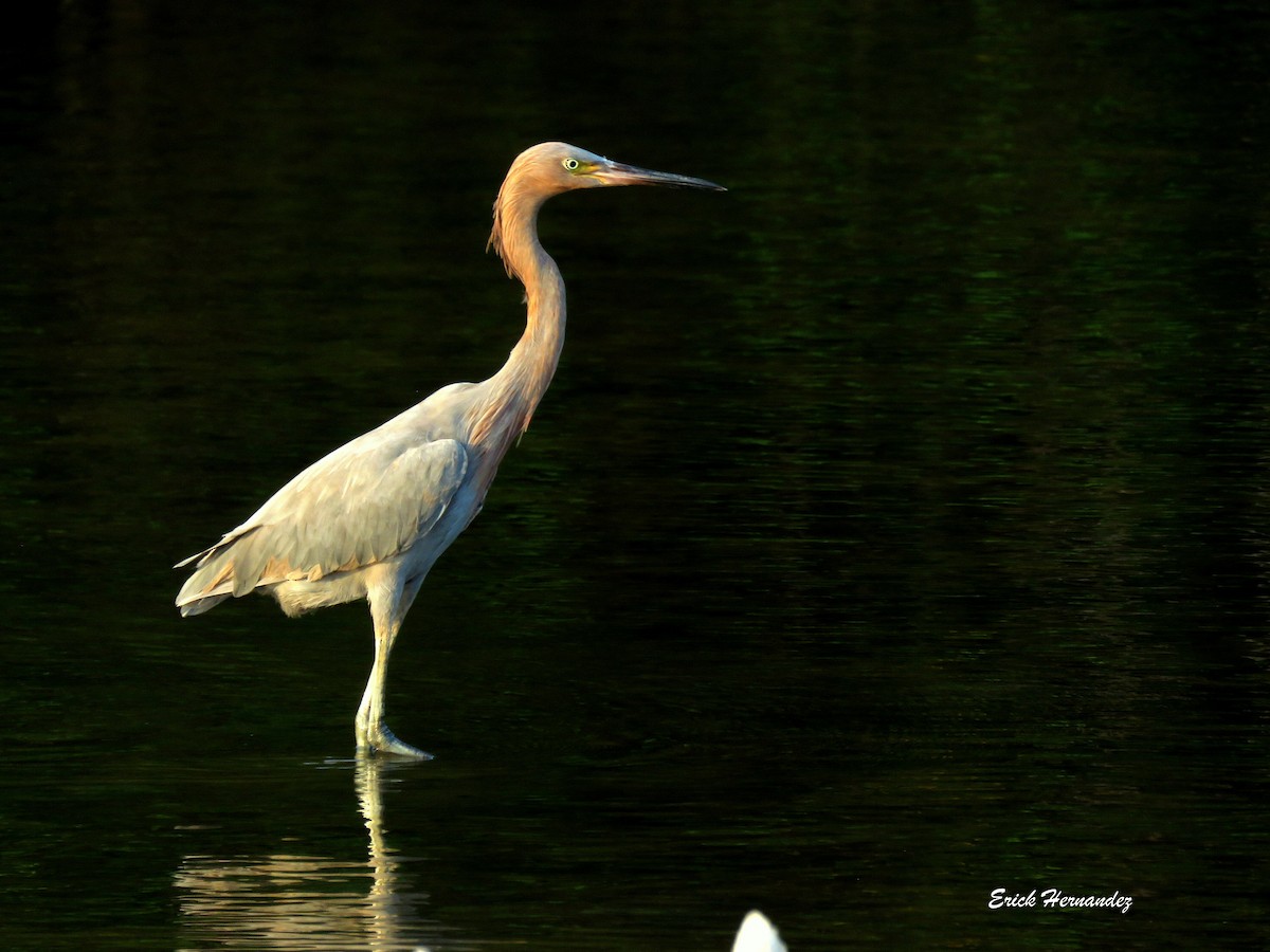 Reddish Egret - Erick Hernandez