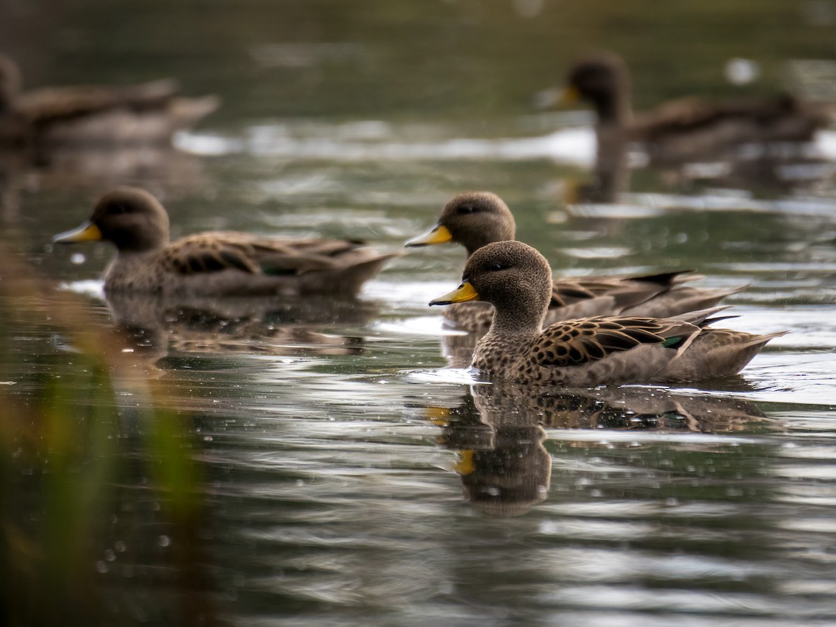 Yellow-billed Teal - Carol Valentin