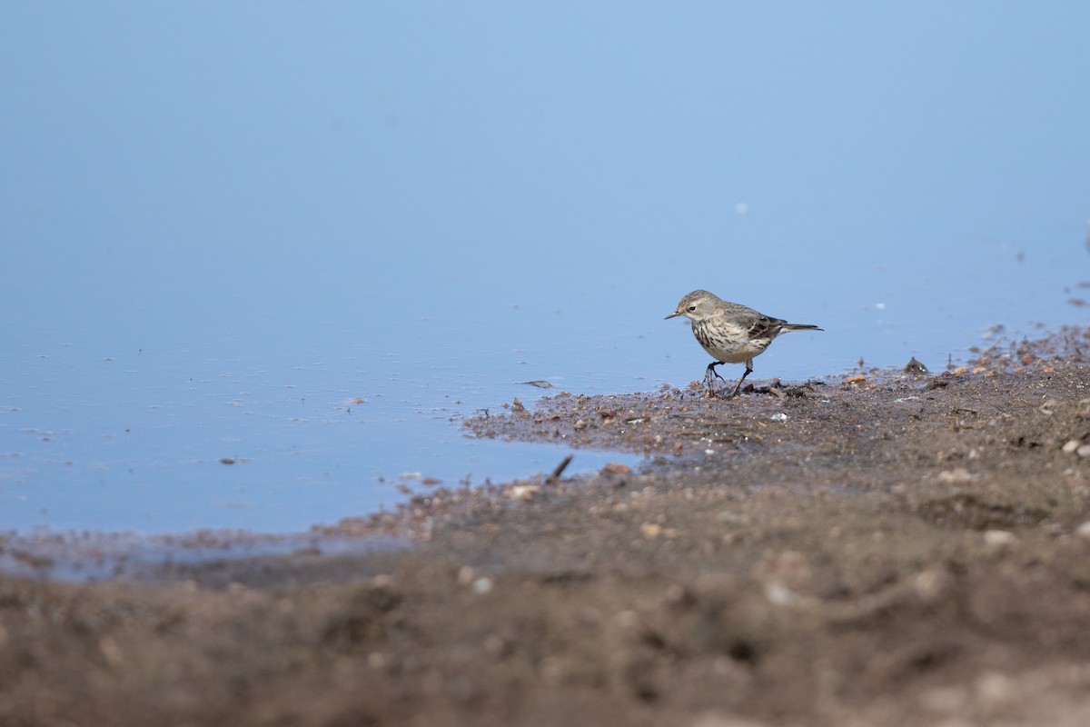 American Pipit - Michael Sadat