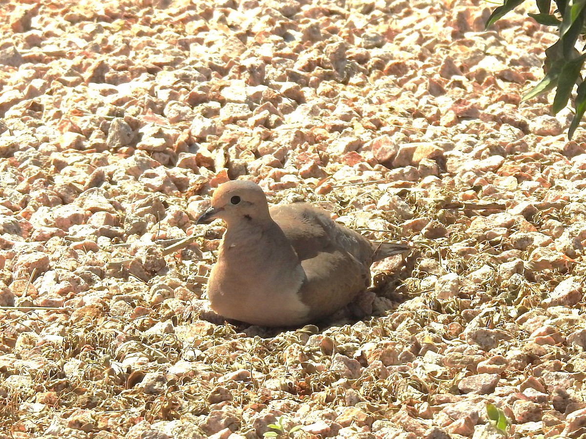 Mourning Dove - ML616176370