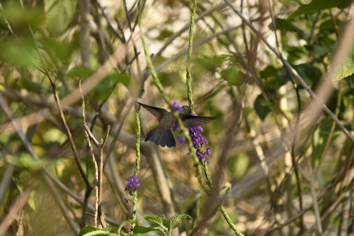 Blue-vented Hummingbird - ML616176406
