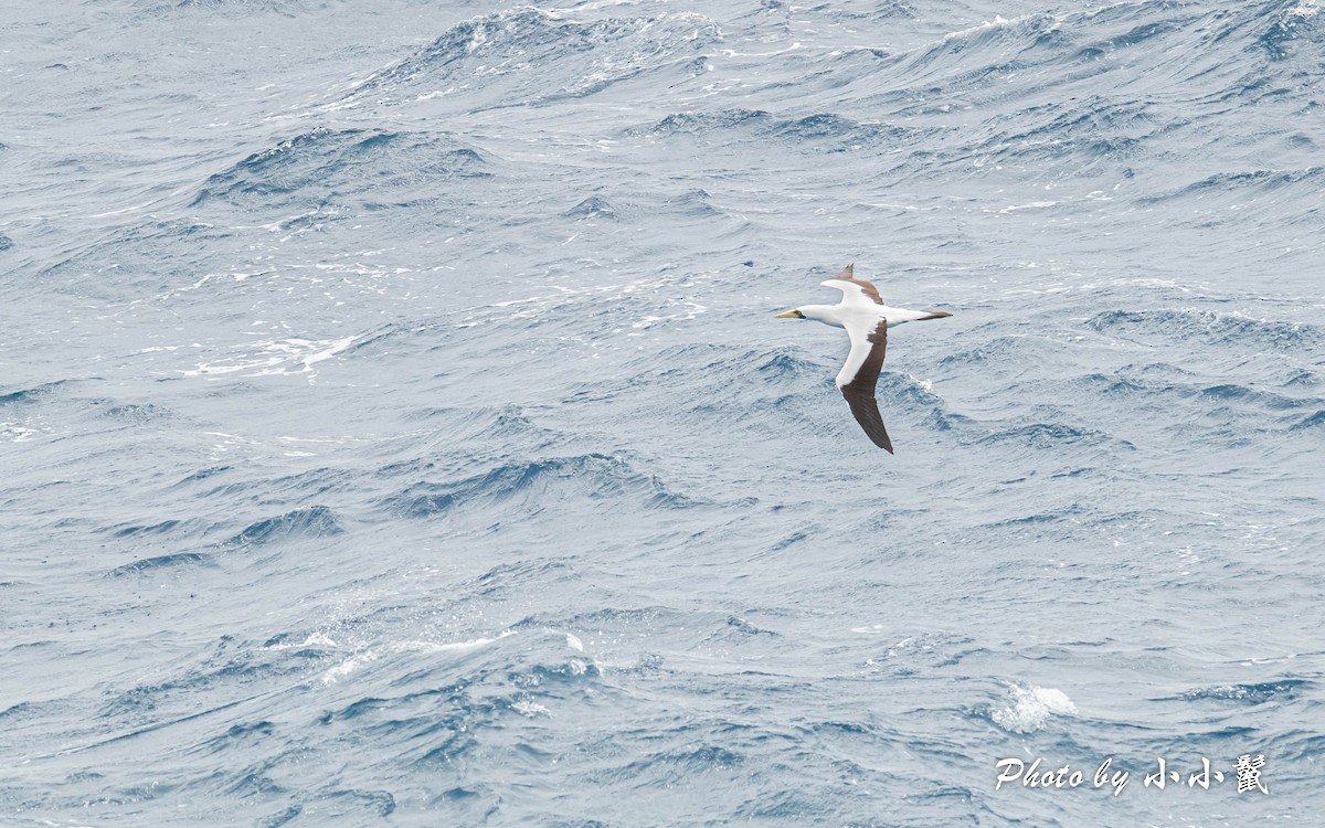 Masked Booby - ML616176435