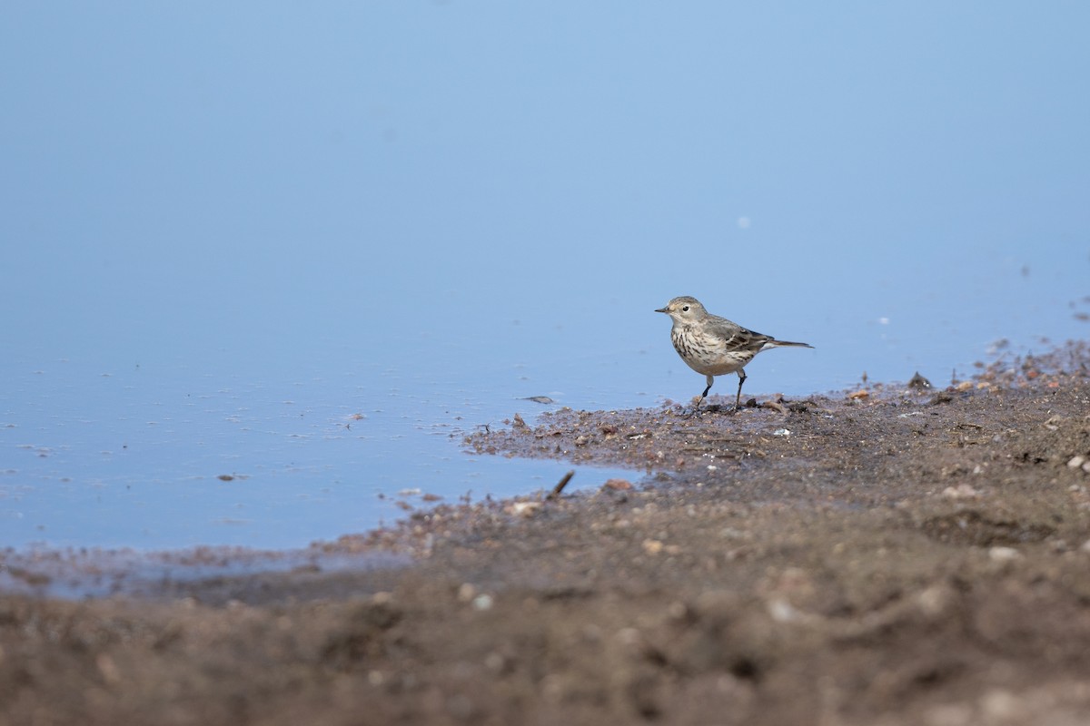 American Pipit - Michael Sadat