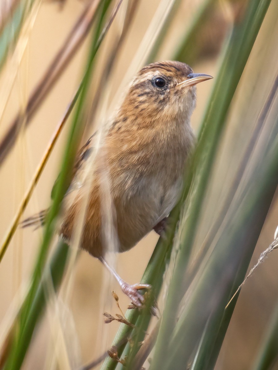 Grass Wren - Carol Valentin