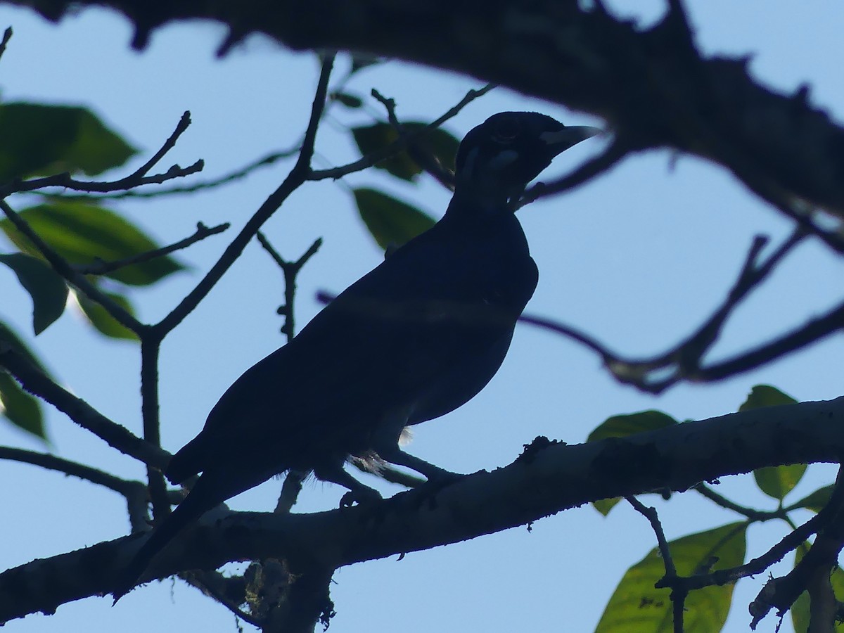 Bare-necked Fruitcrow - Eamon Corbett