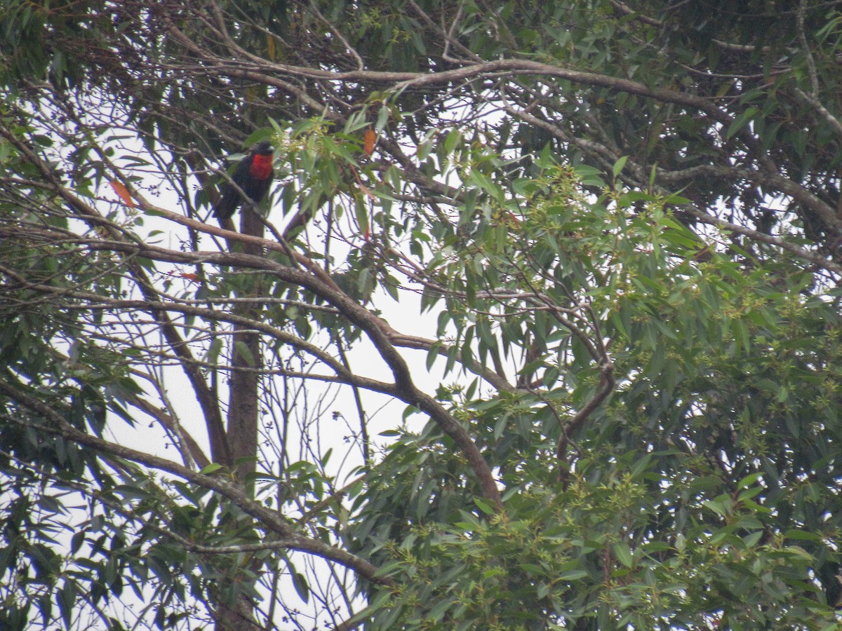 Red-ruffed Fruitcrow - ML616176521