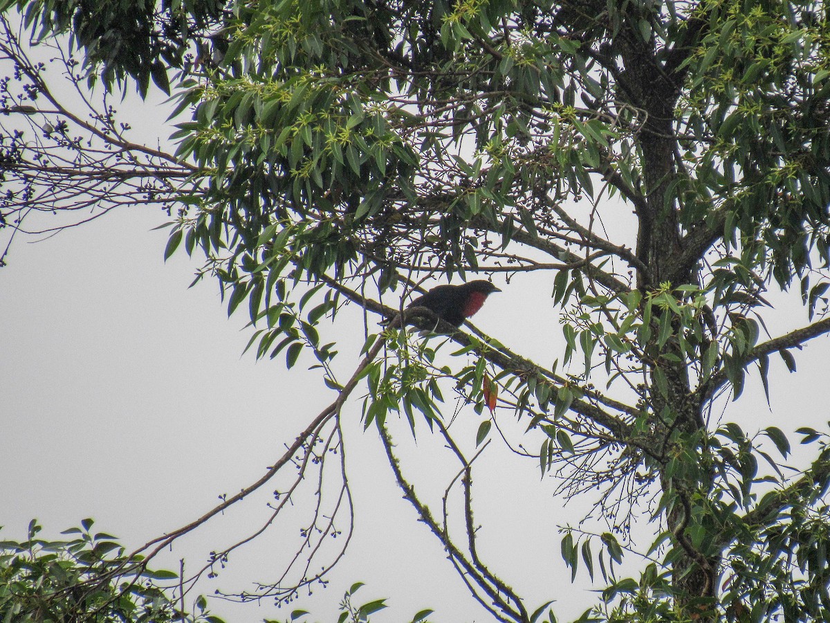 Red-ruffed Fruitcrow - ML616176522