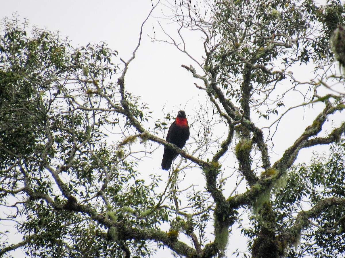 Red-ruffed Fruitcrow - ML616176523