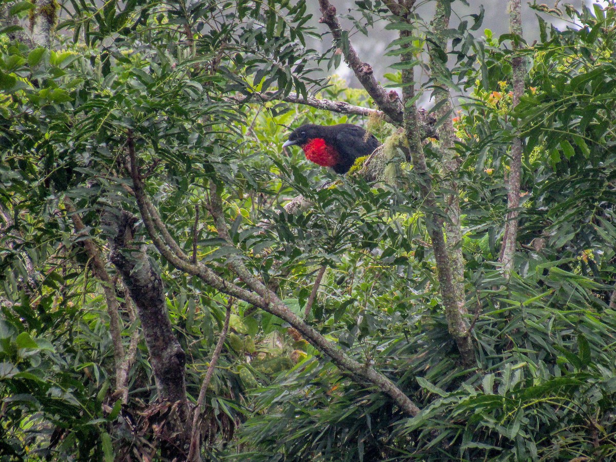 Red-ruffed Fruitcrow - ML616176524