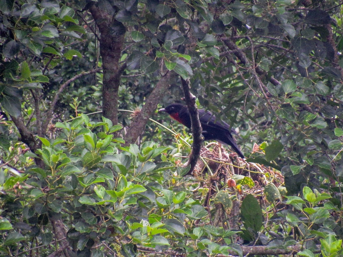 Red-ruffed Fruitcrow - ML616176525