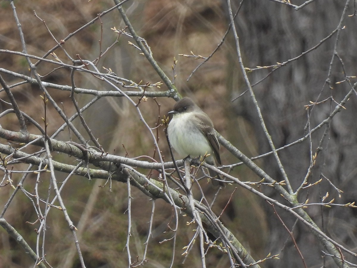 Eastern Phoebe - ML616176598