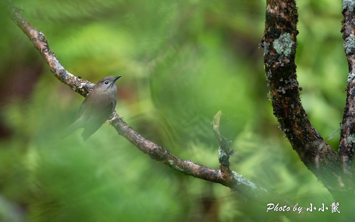 Solitario Puaiohi - ML616176609