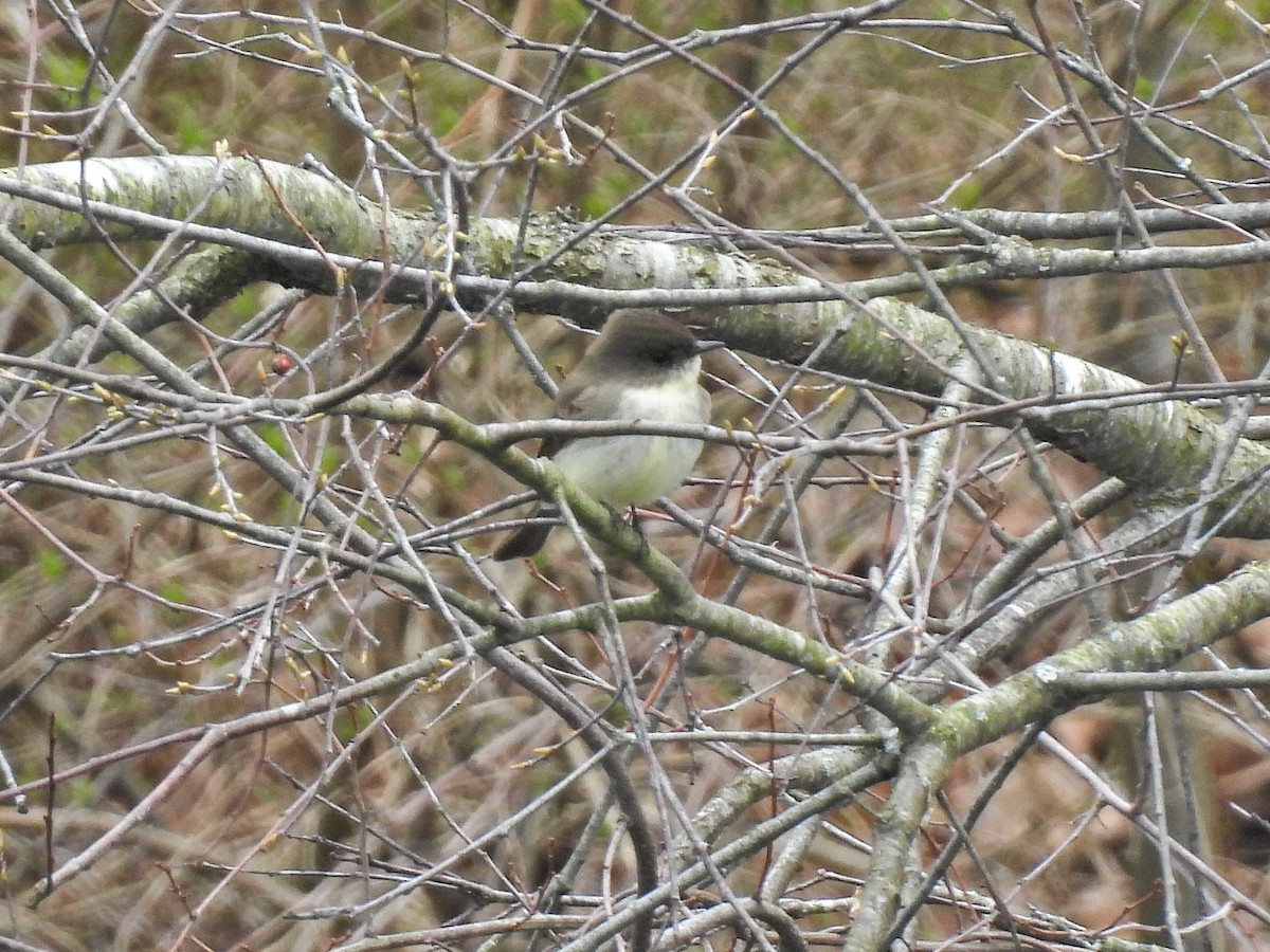 Eastern Phoebe - ML616176612