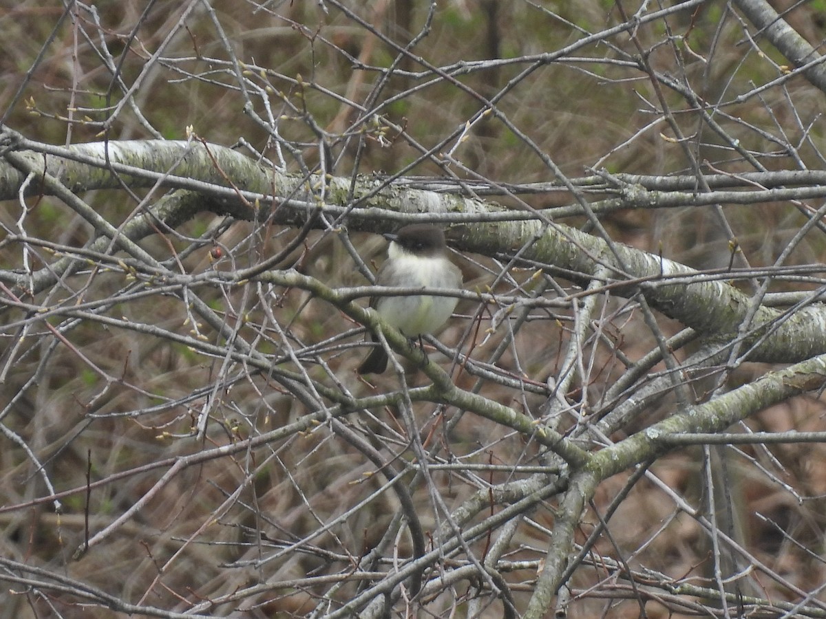 Eastern Phoebe - ML616176615