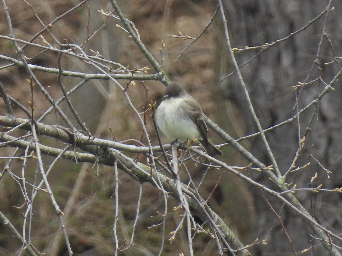 Eastern Phoebe - ML616176621