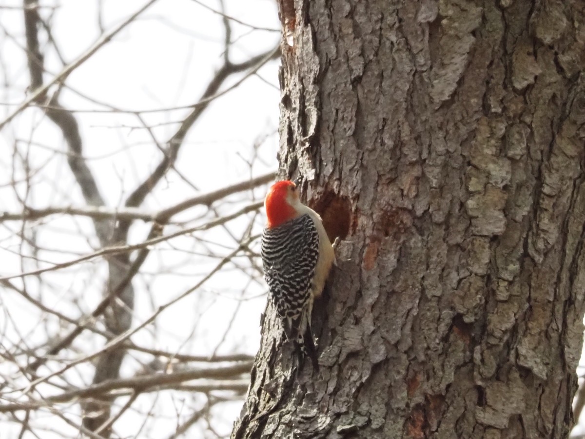 Red-bellied Woodpecker - ML616176628
