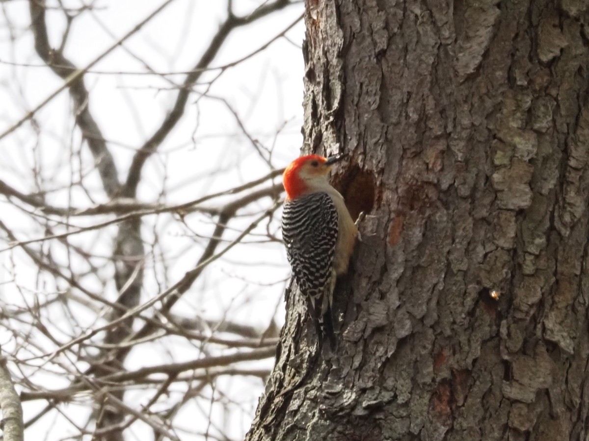 Red-bellied Woodpecker - ML616176629