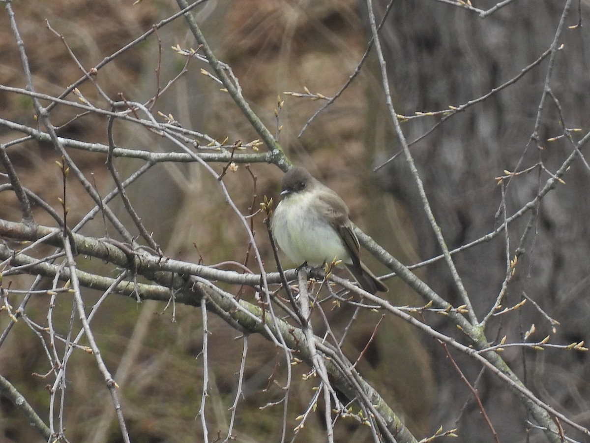 Eastern Phoebe - ML616176633