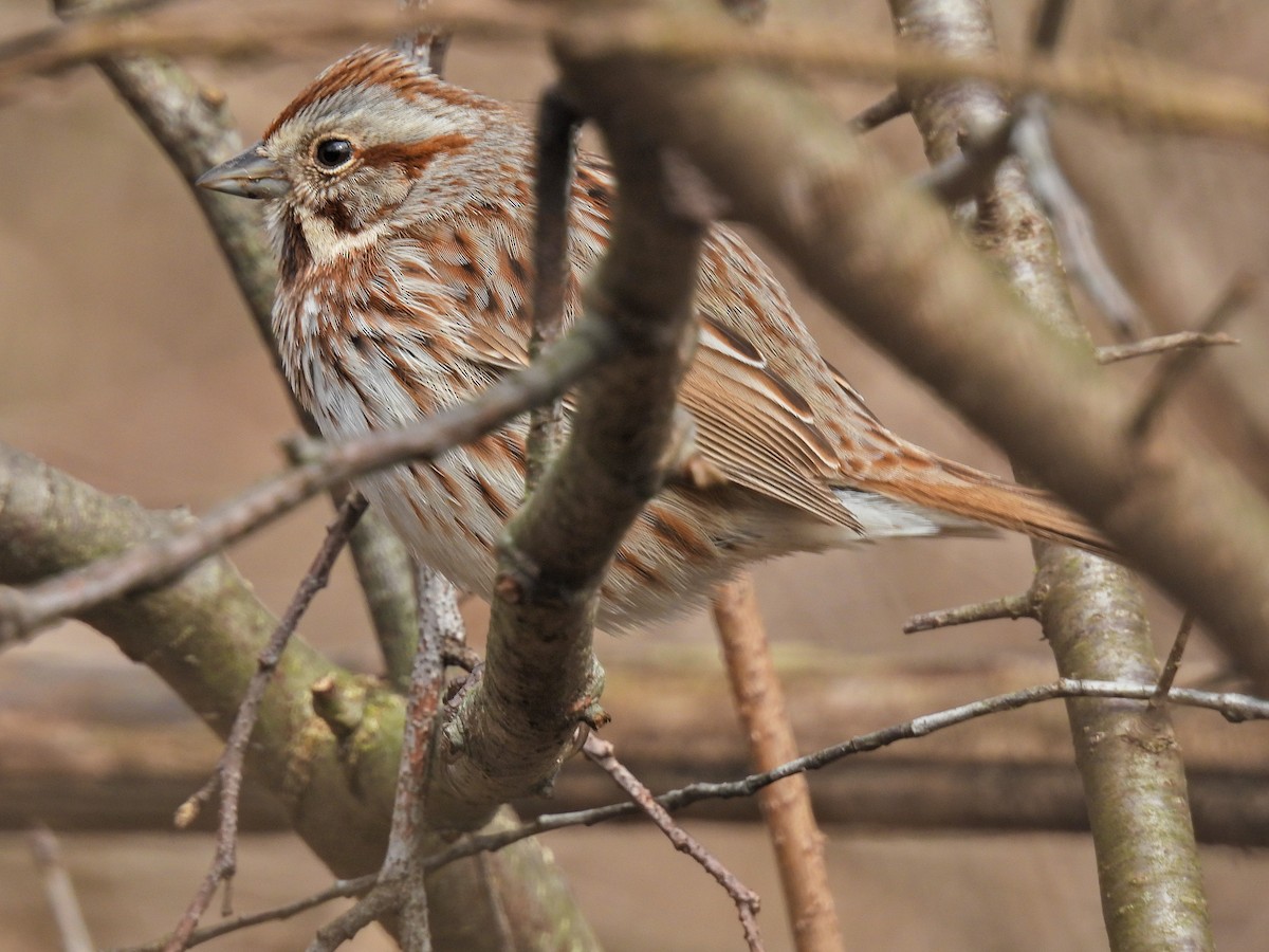 Song Sparrow - ML616176646