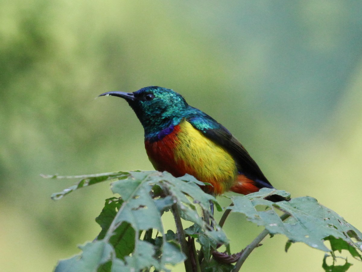 Regal Sunbird - ML616176672