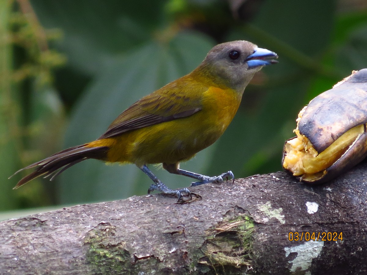 Scarlet-rumped Tanager (Passerini's) - ML616176696