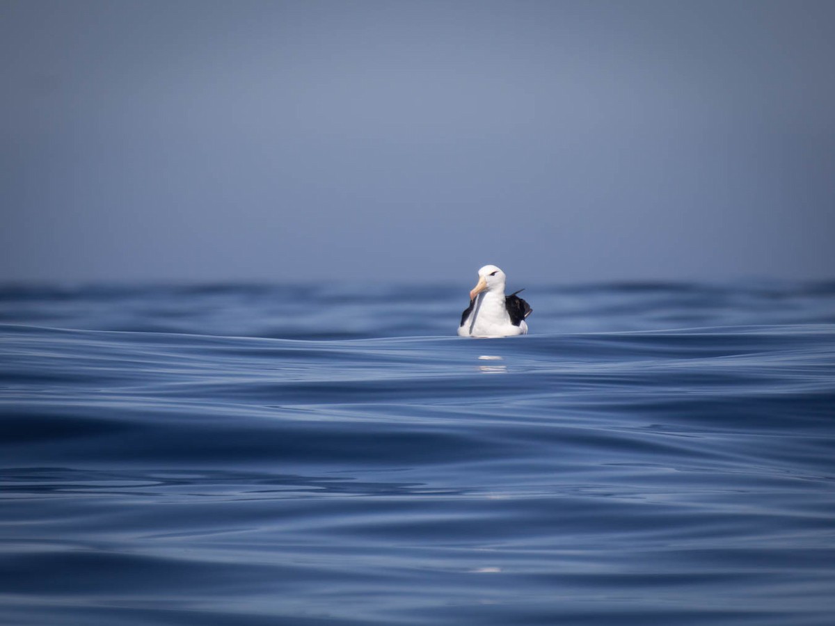 albatros černobrvý - ML616176702