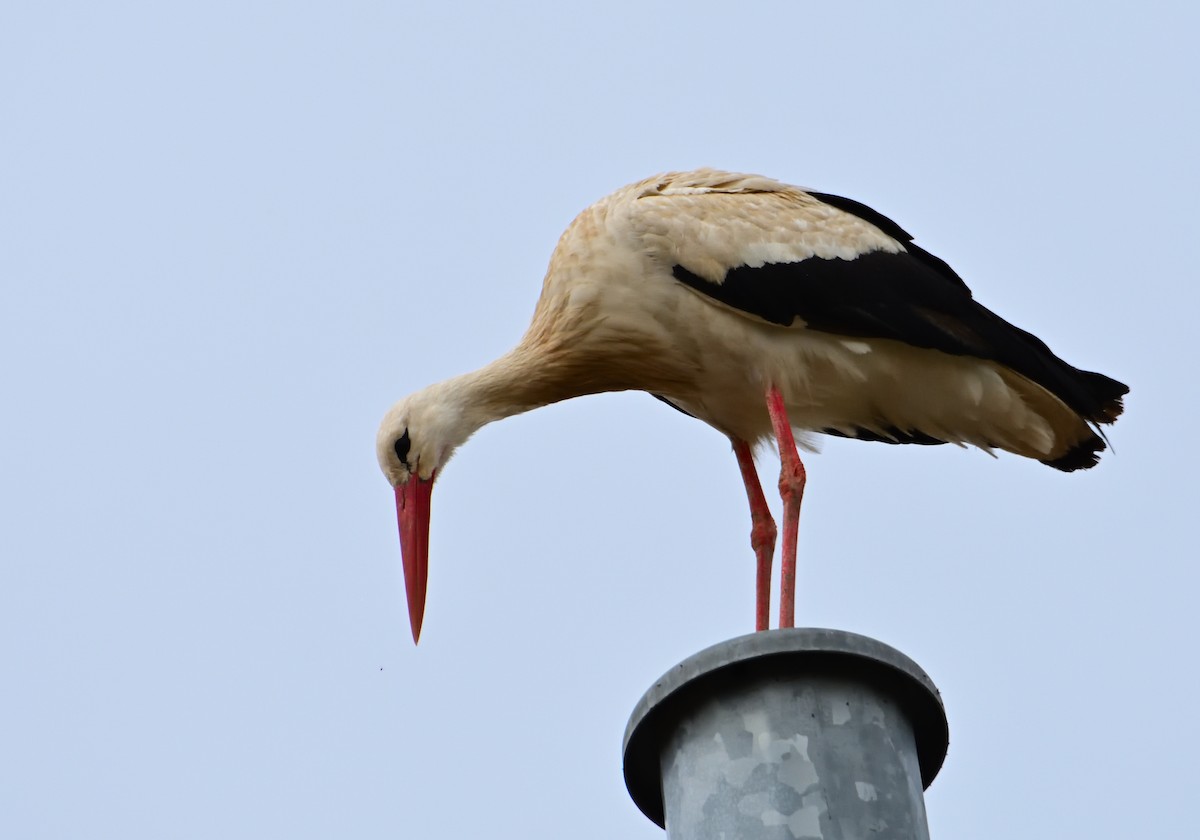 White Stork - Mu Sano