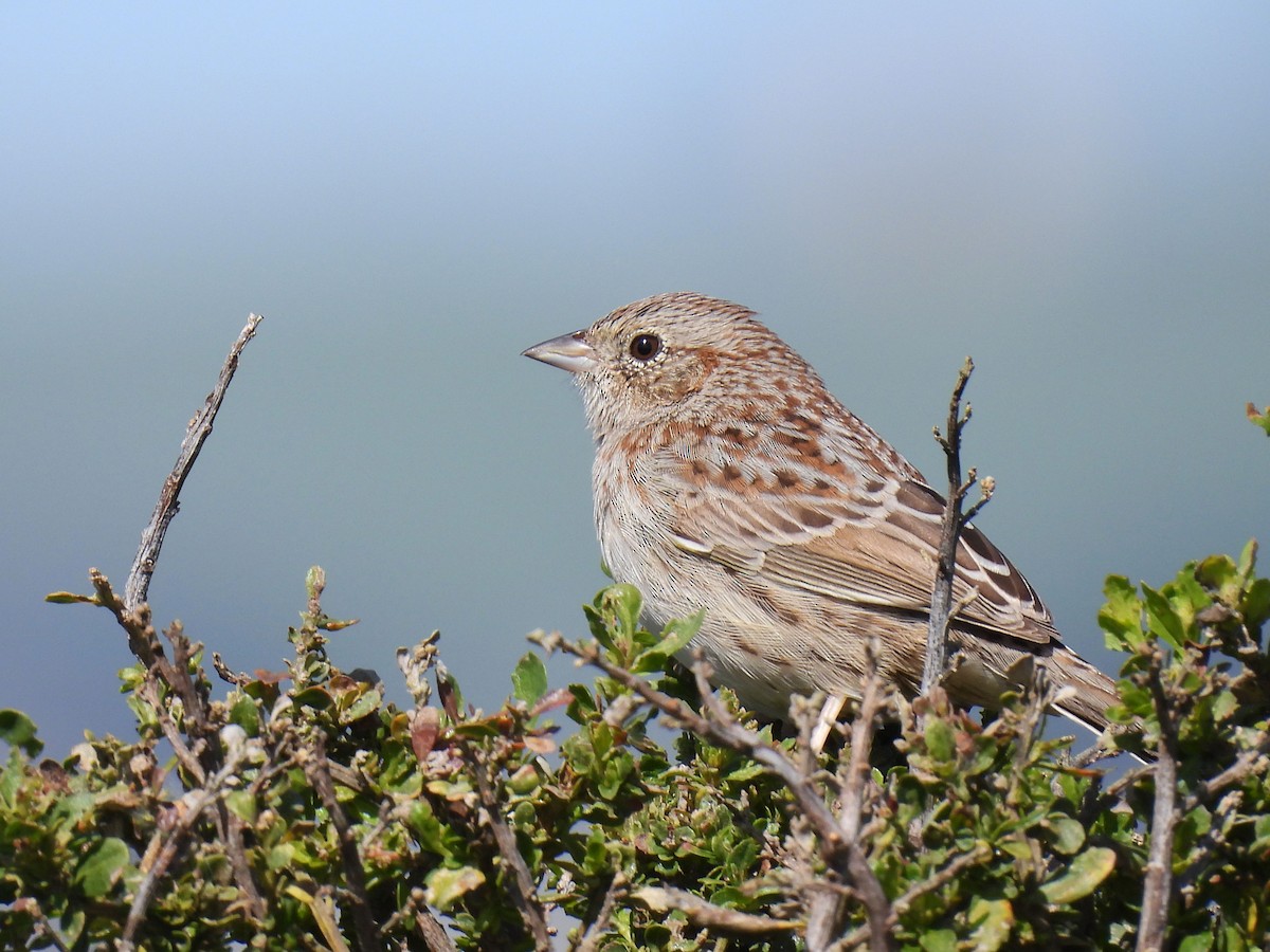 Cassin's Sparrow - Teale Fristoe